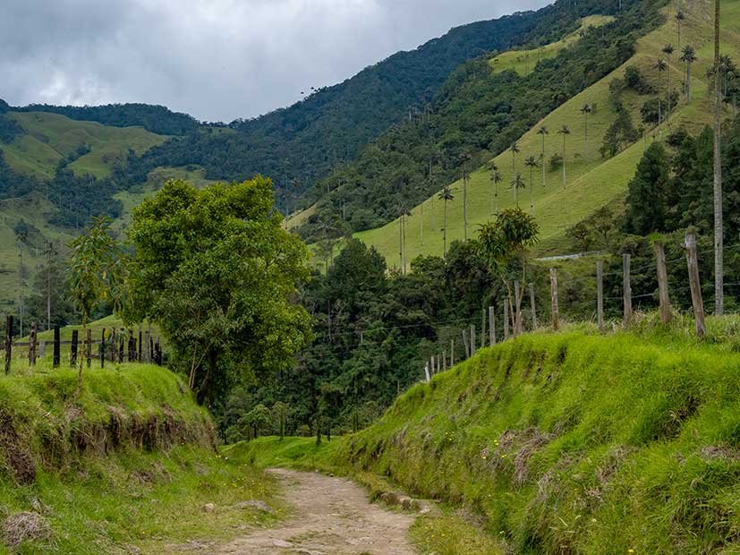 My Guide To Hiking Cocora Valley Solo (Is It Safe?)