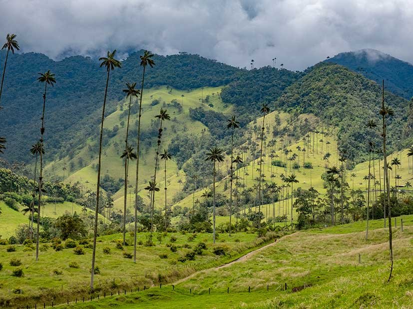 My Guide To Hiking Cocora Valley Solo (Is It Safe?)