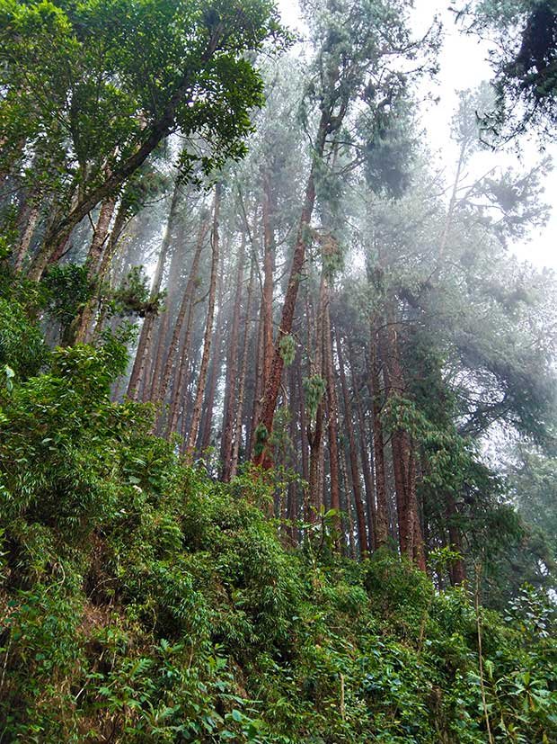 My Guide To Hiking Cocora Valley Solo 