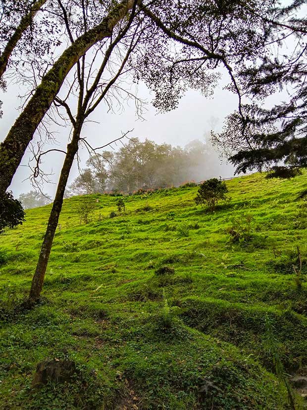 My Guide To Hiking Cocora Valley Solo 