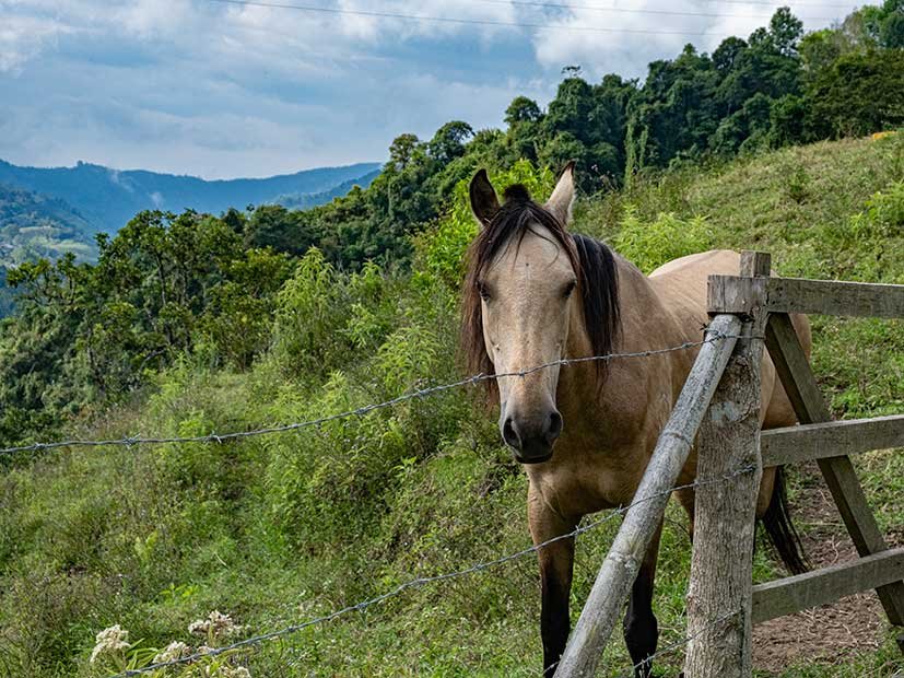 Everything You Need To Know About Visiting Colombia Coffee Region