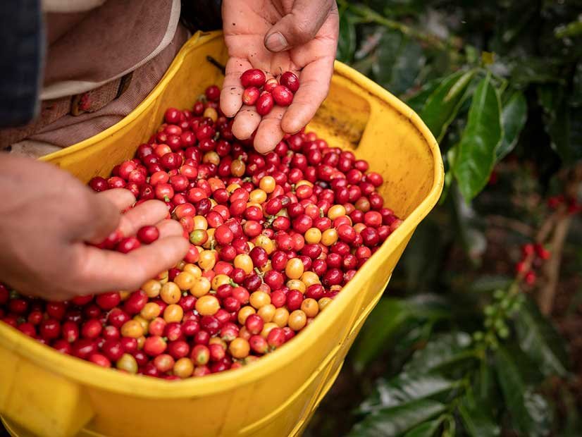 Things to do in Colombia Coffee Region