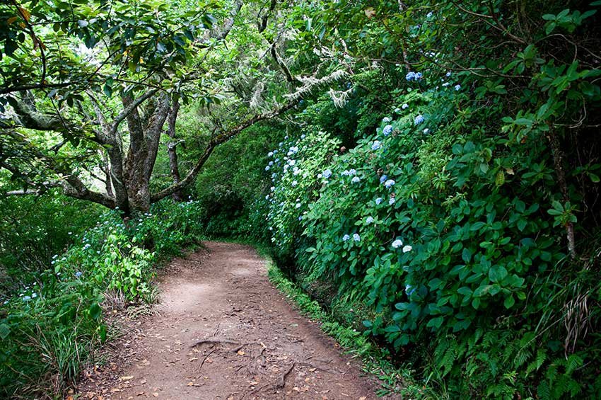 Hikes in Madeira you can do without the car

