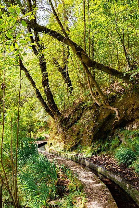 Best Hikes in Madeira You Can Reach Without a Car
