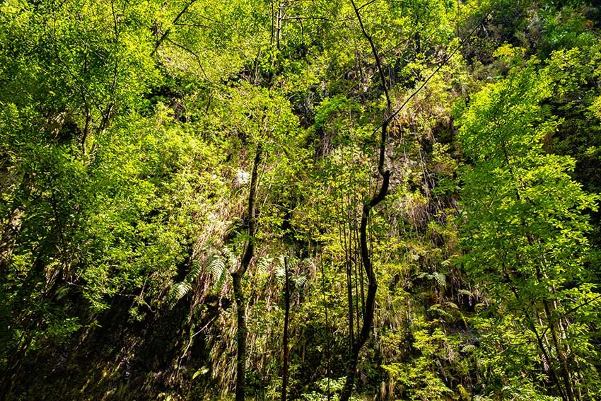 Best Hikes in Madeira You Can Reach Without a Car